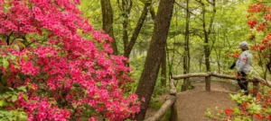 Hallett Nature Sanctuary: Historia y Actualidad