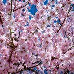 El Festival Sakura Matsuri. Florecen los Cerezos en Nueva York