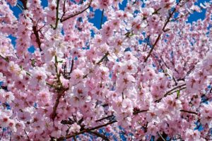 El Festival Sakura Matsuri. Florecen los Cerezos en Nueva York